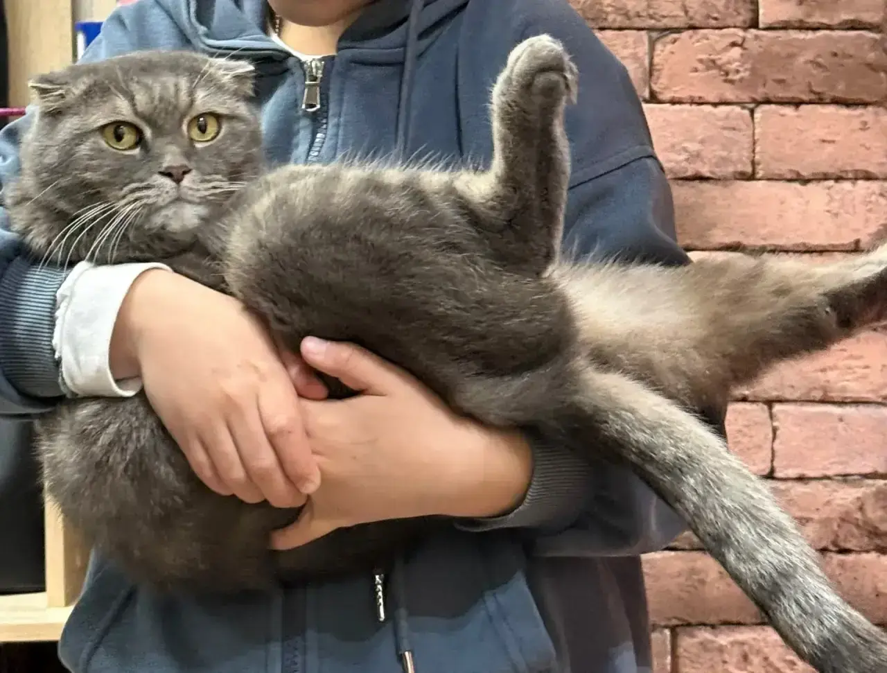 Пропала кошка, Минеральные Воды