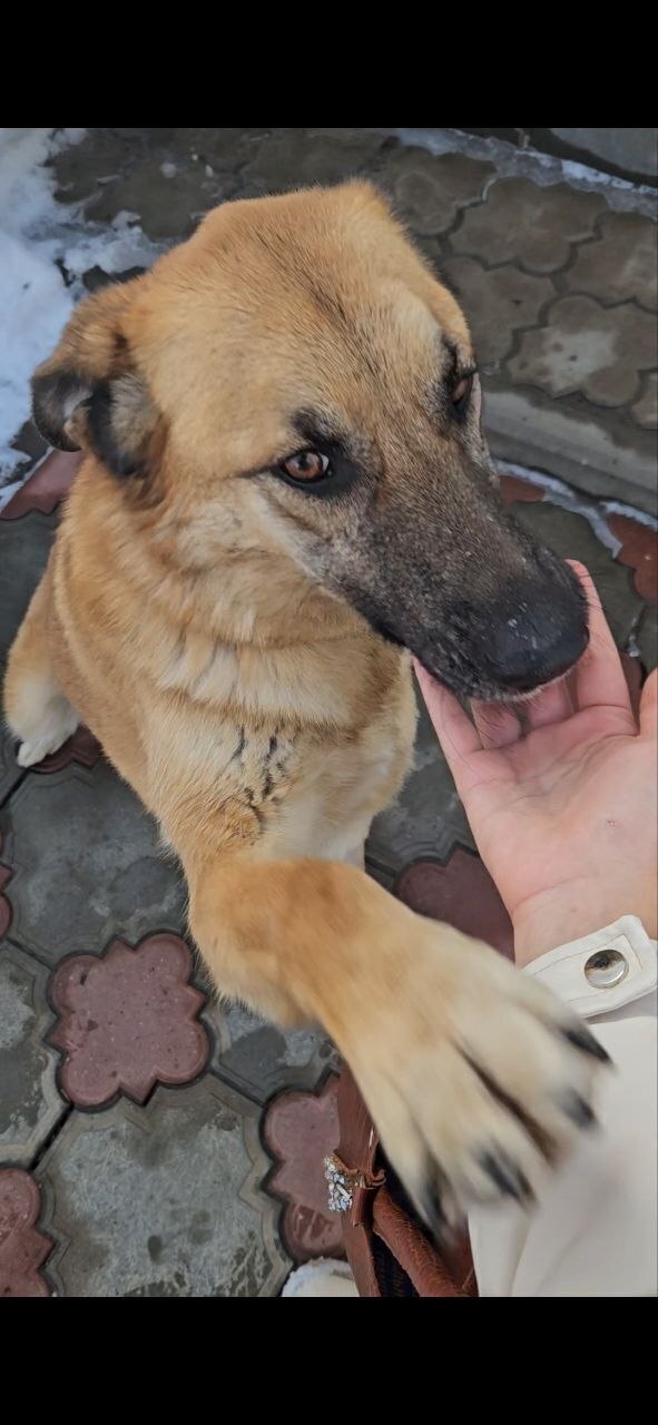 Пропала собака, 2-я Колхозная улица, 7, Казань - photo